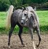 horses247